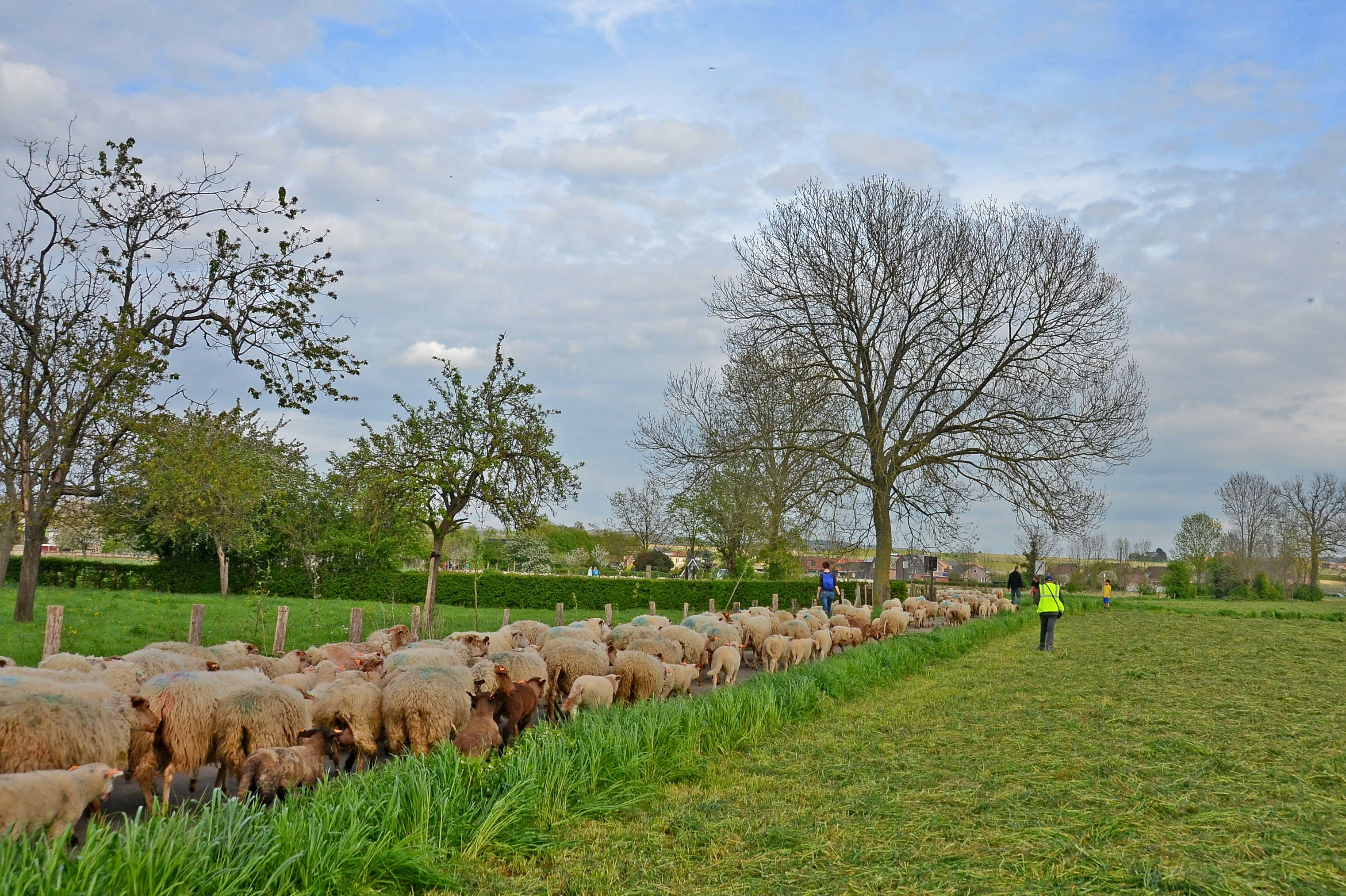 transhumance jour 1-026.JPG