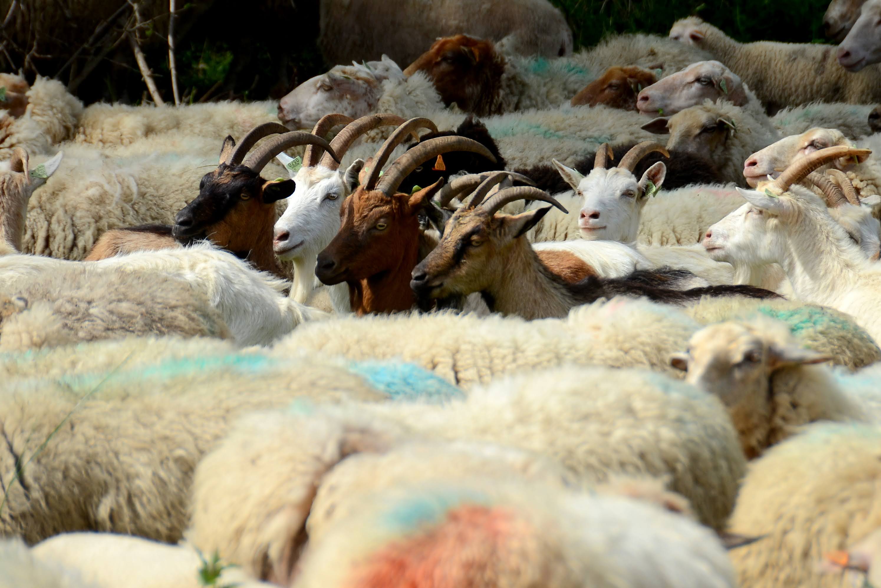 Transhumance 2-015.JPG